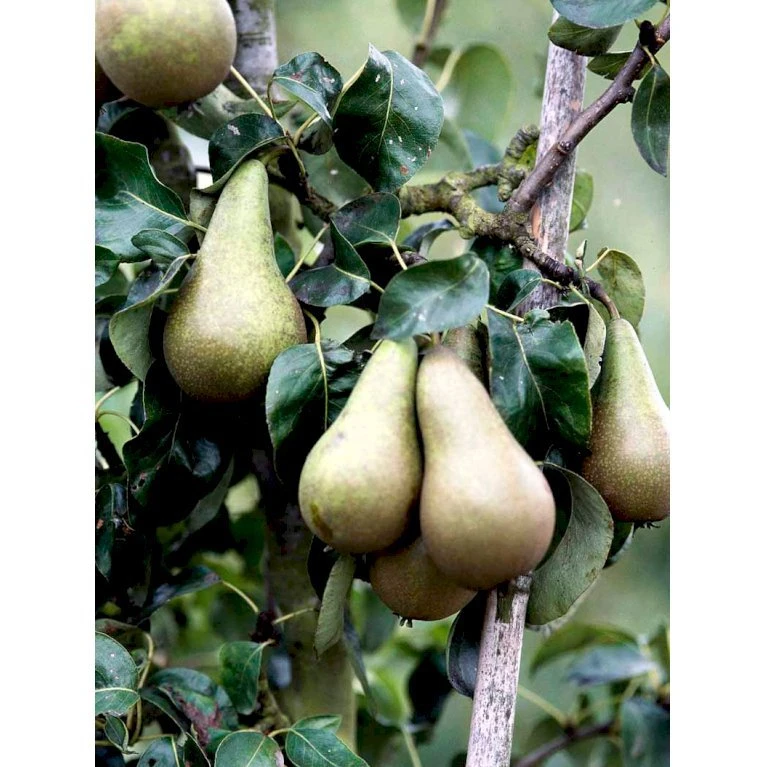 Pære 'Conference' Pyrus Communis 'Conference' Dværgtræ, 3-5 Grene, 6,7 Liter Potte, 80-100 Cm. 1 Pære 'Conference' Pyrus Communis 'Conference' Dværgtræ, 3-5 Grene, 6,7 Liter Potte, 80-100 Cm.