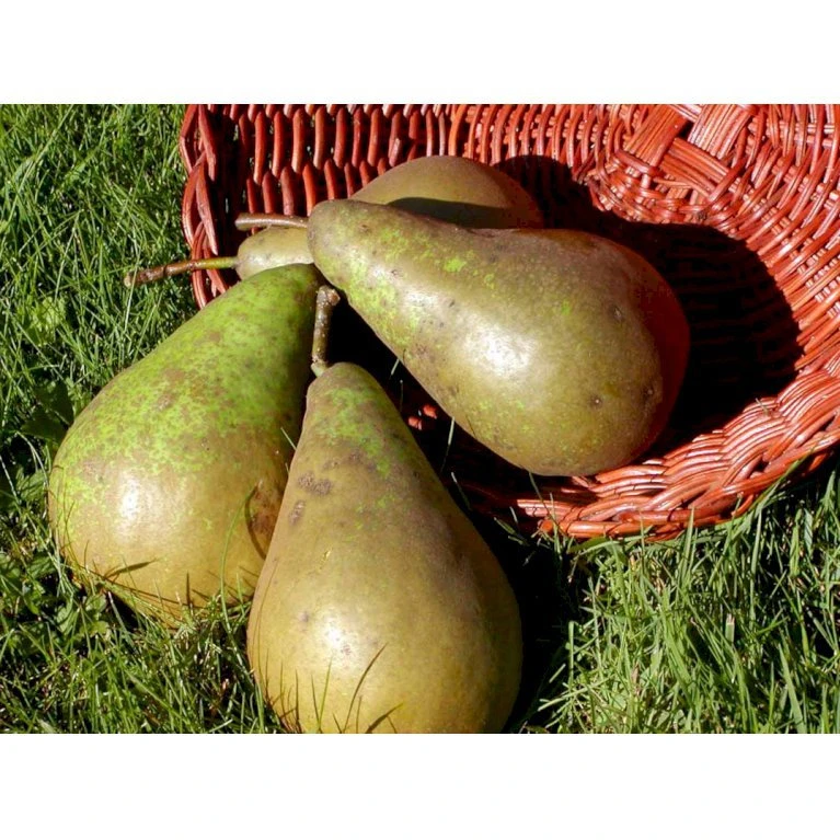 Pære 'Conference' Pyrus Communis 'Conference' Dværgtræ, 3-5 Grene, 6,7 Liter Potte, 80-100 Cm. 3 Pære 'Conference' Pyrus Communis 'Conference' Dværgtræ, 3-5 Grene, 6,7 Liter Potte, 80-100 Cm. - Billede 3