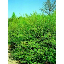 Fjeldribs 'Hemus' Ribes Alpinum 'Hemus' 3,5 Liter Potte -Osmosite Butik mi2146 ribes alpinum dima 570e