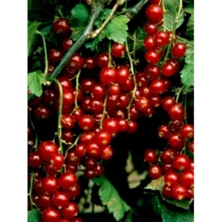 Ribs 'Stanza' Ribes Rubrum 'Stanza' 3,5 Liter Potte -Osmosite Butik mi2151 ribes rubrum stanza 1c92