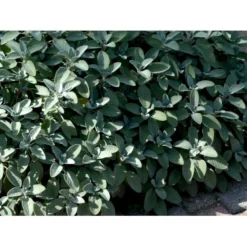 Osmo Lægesalvie Salvia Officinalis L. Pose Med Frø Eller Løg, 5 -Osmosite Butik mi2299 salvia officinalis 8705