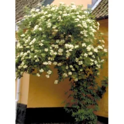 Almindelig Hyld Sambucus Nigra Potte 7,5 Liter 100-125 Cm. -Osmosite Butik mi2308 sambucus nigra 1703