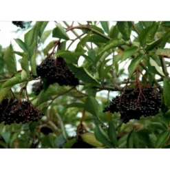 Almindelig Hyld Sambucus Nigra Potte 7,5 Liter 100-125 Cm.