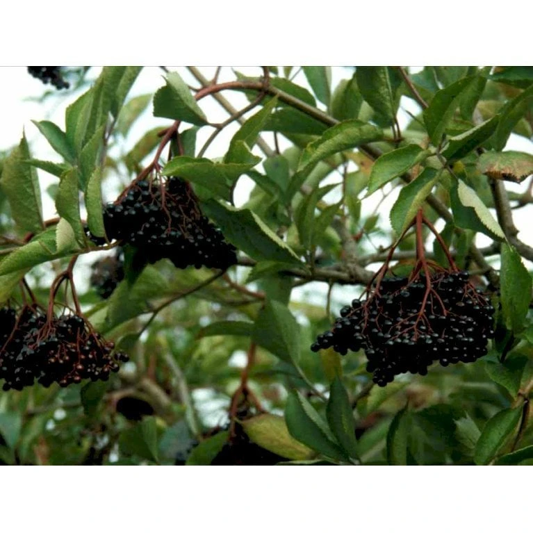 Storfrugtet Hyld 'Samyl' Sambucus Nigra 'Samyl' 3,5 Liter Potte 1 Storfrugtet Hyld 'Samyl' Sambucus Nigra 'Samyl' 3,5 Liter Potte