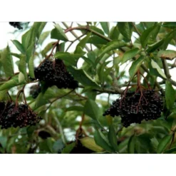 Storfrugtet Hyldebær 'Korsør' Sambucus Nigra 'Korsør' 5 Liter Potte -Osmosite Butik mi2327 sambucus nigra sambu 2350