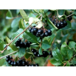 Surbær 'Norðîc® Aron' Aronia Melanocarpa 'Norðîc® Aron' 5 Liter Potte 9 Surbær 'Norðîc® Aron' Aronia Melanocarpa 'Norðîc® Aron' 5 Liter Potte -Osmosite Butik mi234 aronia melanocarpa 4c39