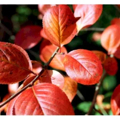 Surbær 'Norðîc® Aron' Aronia Melanocarpa 'Norðîc® Aron' 5 Liter Potte 7 Surbær 'Norðîc® Aron' Aronia Melanocarpa 'Norðîc® Aron' 5 Liter Potte -Osmosite Butik mi234 aronia melanocarpa 8bc1