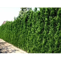 Hækthuja 'Brabant' Thuja Occidentalis 'Brabant' Med Klump,- 175-200 Cm. -Osmosite Butik mi2582 thuja occidentalis brabrant 9c1f