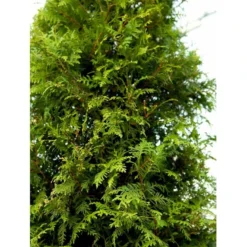 Hækthuja 'Brabant' Thuja Occidentalis 'Brabant' Potte 15 Liter,- 150-175 Cm. -Osmosite Butik mi2582 thuja occidentalis brabrant a291 2