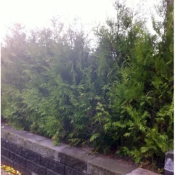 Hækthuja 'Brabant' Thuja Occidentalis 'Brabant' Potte 15 Liter,- 150-175 Cm. -Osmosite Butik mi2582 thuja occidentalis brabrant f86d 2