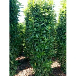 Kirsebærlaurbær 'Genolia' Prunus Laurocerasus 'Genolia' Potte 10 Liter,- 80-100 Cm. -Osmosite Butik mi2852 prunus laurocerasus mano 0281 2