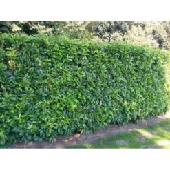 Kirsebærlaurbær 'Genolia' Prunus Laurocerasus 'Genolia' Med Klump,- 100-125 Cm. -Osmosite Butik mi2852 prunus laurocerasus mano 7a16 3