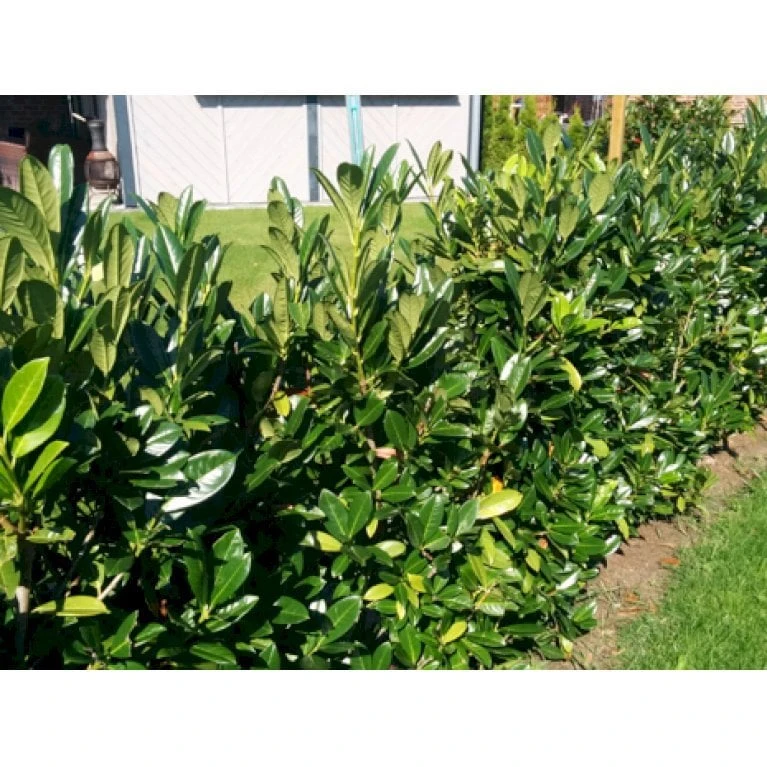 Kirsebærlaurbær 'Genolia' Prunus Laurocerasus 'Genolia' Potte 15 Liter - 100-125 Cm. 2 Kirsebærlaurbær 'Genolia' Prunus Laurocerasus 'Genolia' Potte 15 Liter - 100-125 Cm. - Billede 2