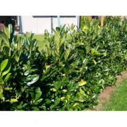 Kirsebærlaurbær 'Genolia' Prunus Laurocerasus 'Genolia' Med Klump,- 175-200 Cm.