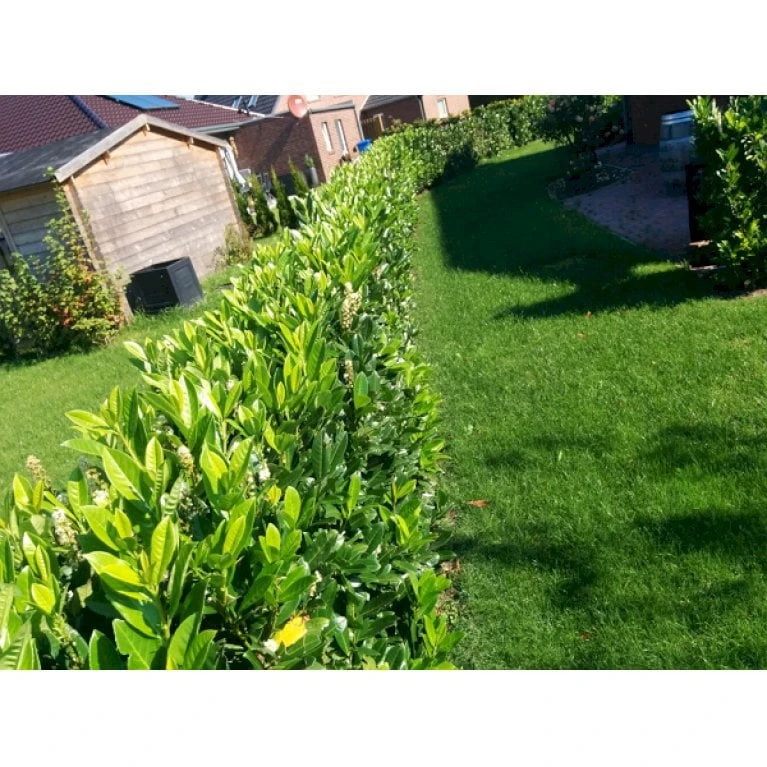 Kirsebærlaurbær 'Genolia' Prunus Laurocerasus 'Genolia' Potte 15 Liter - 100-125 Cm. 4 Kirsebærlaurbær 'Genolia' Prunus Laurocerasus 'Genolia' Potte 15 Liter - 100-125 Cm. - Billede 4