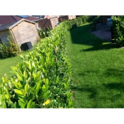 Kirsebærlaurbær 'Genolia' Prunus Laurocerasus 'Genolia' Med Klump,- 175-200 Cm. 8 Kirsebærlaurbær 'Genolia' Prunus Laurocerasus 'Genolia' Med Klump,- 175-200 Cm. -Osmosite Butik mi2852 prunus laurocerasus mano 9f97