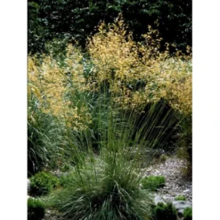 Kæmpefjergræs Stipa Gigantea Potte 2 Liter. -Osmosite Butik mi2869 stipa gigantea 2a01
