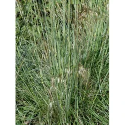 Kæmpefjergræs Stipa Gigantea Potte 2 Liter. -Osmosite Butik mi2869 stipa gigantea 5685