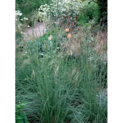 Kæmpefjergræs Stipa Gigantea Potte 2 Liter. -Osmosite Butik mi2869 stipa gigantea 6069