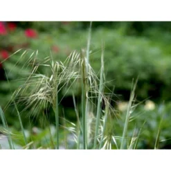 Kæmpefjergræs Stipa Gigantea Potte 2 Liter. -Osmosite Butik mi2869 stipa gigantea 707a