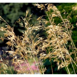 Kæmpefjergræs Stipa Gigantea Potte 2 Liter. -Osmosite Butik mi2869 stipa gigantea d671