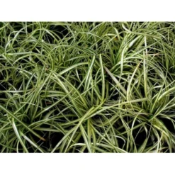 Star 'Evergold' Carex Oshimensis 'Evergold' Potte 2 Liter. 12 Star 'Evergold' Carex Oshimensis 'Evergold' Potte 2 Liter. -Osmosite Butik mi2991 carex oshimensis evergold 3782