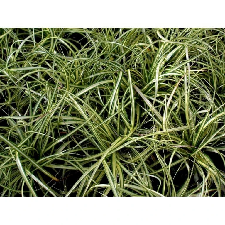 Star 'Evergold' Carex Oshimensis 'Evergold' Potte 2 Liter. 6 Star 'Evergold' Carex Oshimensis 'Evergold' Potte 2 Liter. - Billede 6