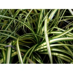 Star 'Evergold' Carex Oshimensis 'Evergold' Potte 2 Liter. 13 Star 'Evergold' Carex Oshimensis 'Evergold' Potte 2 Liter. -Osmosite Butik mi2991 carex oshimensis evergold 477d