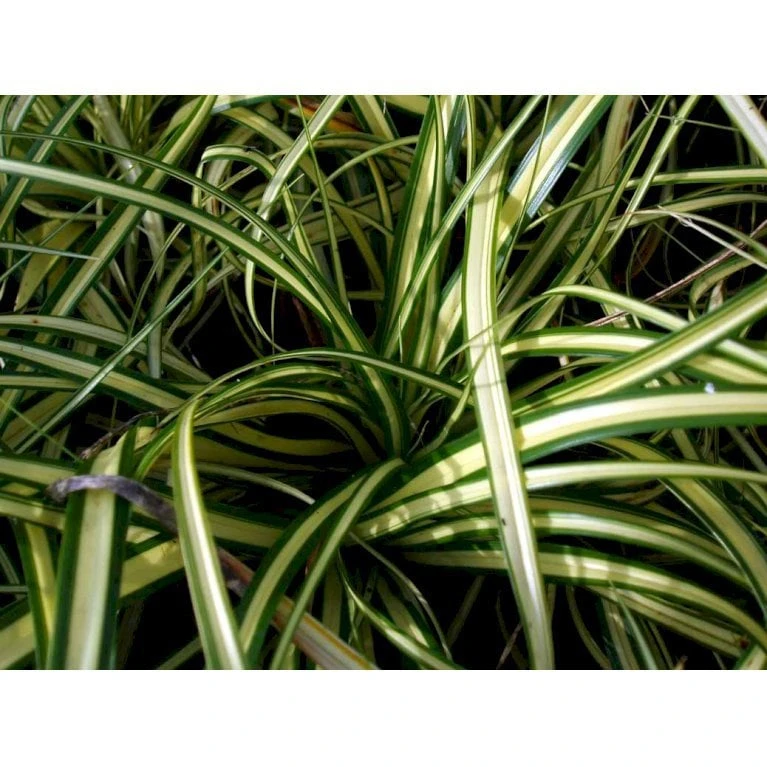 Star 'Evergold' Carex Oshimensis 'Evergold' Potte 2 Liter. 7 Star 'Evergold' Carex Oshimensis 'Evergold' Potte 2 Liter. - Billede 7
