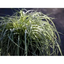 Star 'Evergold' Carex Oshimensis 'Evergold' Potte 2 Liter. 11 Star 'Evergold' Carex Oshimensis 'Evergold' Potte 2 Liter. -Osmosite Butik mi2991 carex oshimensis evergold f375