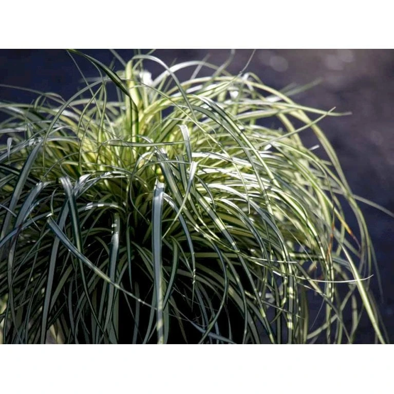Star 'Evergold' Carex Oshimensis 'Evergold' Potte 2 Liter. 5 Star 'Evergold' Carex Oshimensis 'Evergold' Potte 2 Liter. - Billede 5