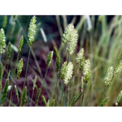 Klitkambunke Koeleria Glauca Potte 2,0 Liter,- 25-30 Cm. -Osmosite Butik mi2993 koeleria glauca 4413