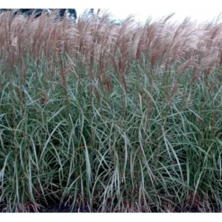 Lav Elefantgræs 'Dronning Ingrid' Miscanthus Sinensis 'Dronning Ingrid' 3,0 Liter Potte -Osmosite Butik mi3000 miscanthus sinensis dronning ingrid 0270