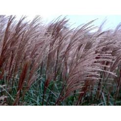 Lav Elefantgræs 'Dronning Ingrid' Miscanthus Sinensis 'Dronning Ingrid' 3,0 Liter Potte -Osmosite Butik mi3000 miscanthus sinensis dronning ingrid ab64