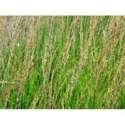 Blåtop 'Heidebraut' Molinia Caerulea 'Heidebraut' 1 Liter Potte