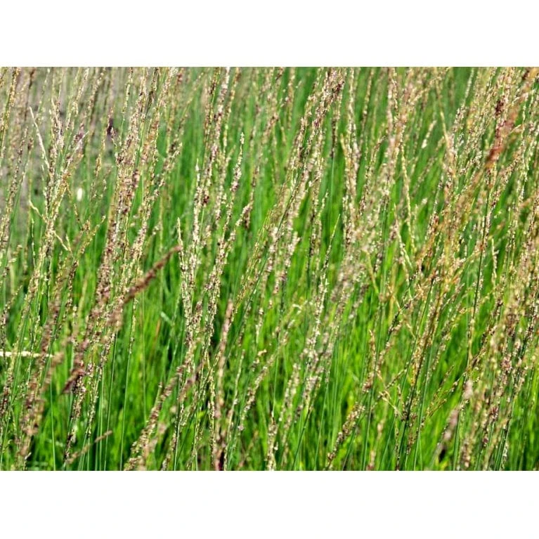 Blåtop 'Heidebraut' Molinia Caerulea 'Heidebraut' 1 Liter Potte 1 Blåtop 'Heidebraut' Molinia Caerulea 'Heidebraut' 1 Liter Potte