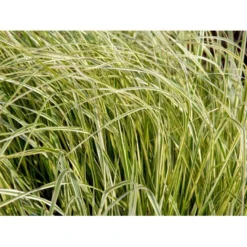 Rørhvene 'Overdam' Calamagrostis Acutiflora 'Overdam' 1 Liter Potte 12 Rørhvene 'Overdam' Calamagrostis Acutiflora 'Overdam' 1 Liter Potte -Osmosite Butik mi3089 calamagrostis acutiflora overdam 0563