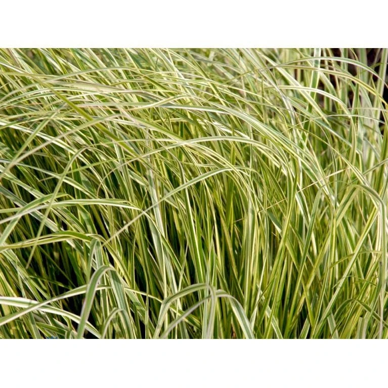 Rørhvene 'Overdam' Calamagrostis Acutiflora 'Overdam' 1 Liter Potte 6 Rørhvene 'Overdam' Calamagrostis Acutiflora 'Overdam' 1 Liter Potte - Billede 6