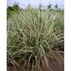 Rørhvene 'Overdam' Calamagrostis Acutiflora 'Overdam' 1 Liter Potte 10 Rørhvene 'Overdam' Calamagrostis Acutiflora 'Overdam' 1 Liter Potte -Osmosite Butik mi3089 calamagrostis acutiflora overdam 3b96