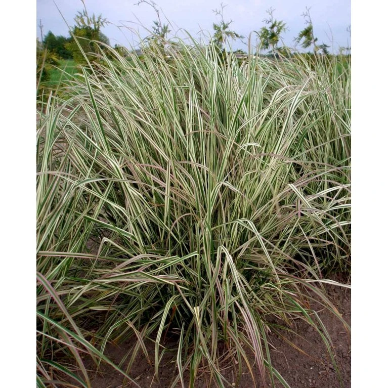 Rørhvene 'Overdam' Calamagrostis Acutiflora 'Overdam' 1 Liter Potte 4 Rørhvene 'Overdam' Calamagrostis Acutiflora 'Overdam' 1 Liter Potte - Billede 4