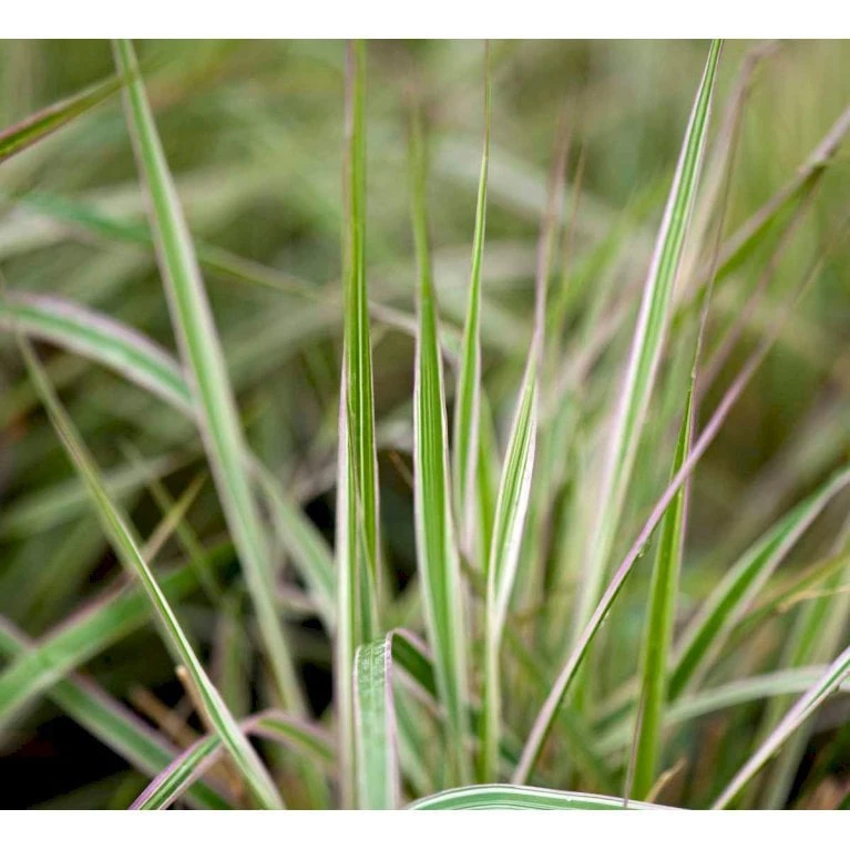 Rørhvene 'Overdam' Calamagrostis Acutiflora 'Overdam' 1 Liter Potte 1 Rørhvene 'Overdam' Calamagrostis Acutiflora 'Overdam' 1 Liter Potte