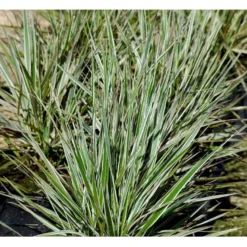 Rørhvene 'Overdam' Calamagrostis Acutiflora 'Overdam' 1 Liter Potte 9 Rørhvene 'Overdam' Calamagrostis Acutiflora 'Overdam' 1 Liter Potte -Osmosite Butik mi3089 calamagrostis acutiflora overdam 864b