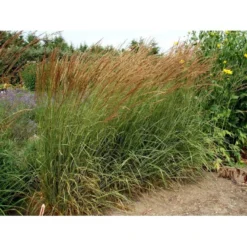 Rørhvene 'Overdam' Calamagrostis Acutiflora 'Overdam' 1 Liter Potte 11 Rørhvene 'Overdam' Calamagrostis Acutiflora 'Overdam' 1 Liter Potte -Osmosite Butik mi3089 calamagrostis acutiflora overdam 8b20