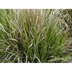 Rørhvene 'Overdam' Calamagrostis Acutiflora 'Overdam' 1 Liter Potte 13 Rørhvene 'Overdam' Calamagrostis Acutiflora 'Overdam' 1 Liter Potte -Osmosite Butik mi3089 calamagrostis acutiflora overdam a4f6
