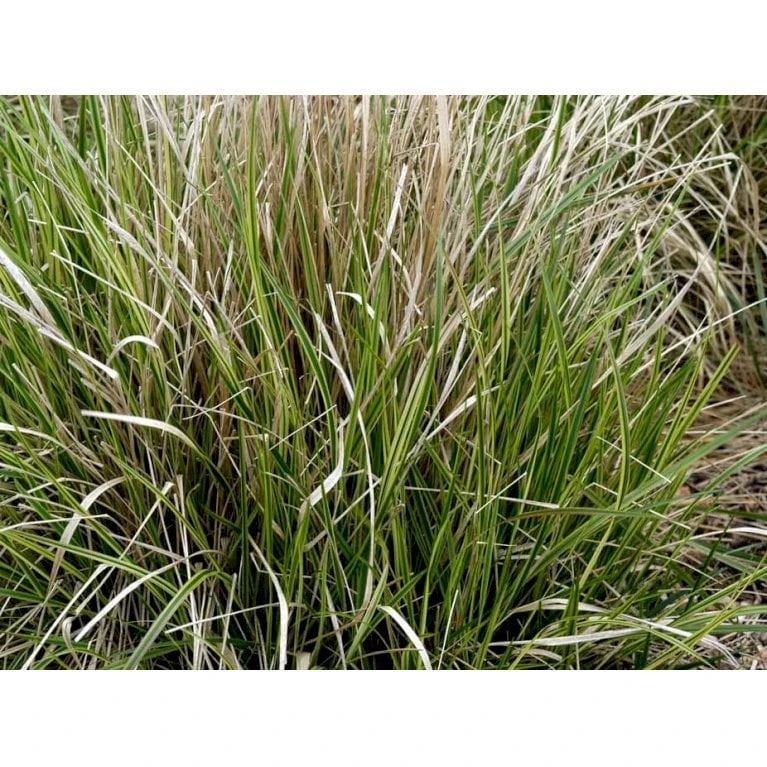 Rørhvene 'Overdam' Calamagrostis Acutiflora 'Overdam' 1 Liter Potte 7 Rørhvene 'Overdam' Calamagrostis Acutiflora 'Overdam' 1 Liter Potte - Billede 7