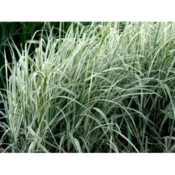 Stribet Elefantgræs 'Variegatus' Miscanthus Sinensis 'Variegatus' 3,0 Liter Potte -Osmosite Butik mi3092 miscanthus sinensis variegatus ac8e