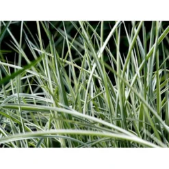 Stribet Elefantgræs 'Variegatus' Miscanthus Sinensis 'Variegatus' 3,0 Liter Potte -Osmosite Butik mi3092 miscanthus sinensis variegatus c988