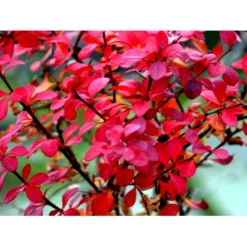 Grøn Berberis Til Hæk Berberis Thunbergii Solitær Busk 125-150 Cm., Med Klump 5 Grøn Berberis Til Hæk Berberis Thunbergii Solitær Busk 125-150 Cm., Med Klump -Osmosite Butik mi312 berberis thunbergii 4072