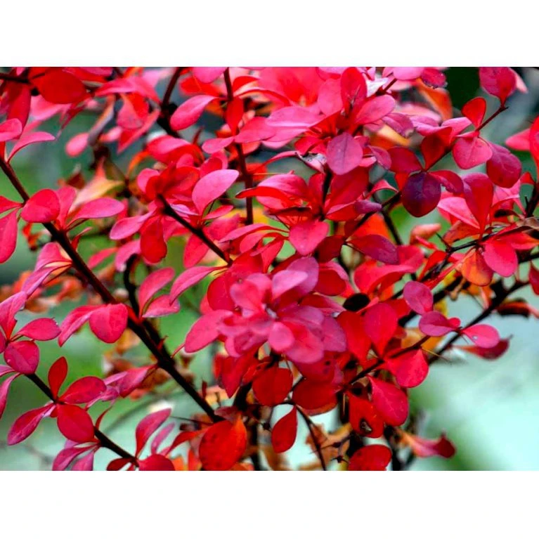 Grøn Berberis Til Hæk Berberis Thunbergii Solitær Busk 125-150 Cm., Med Klump 3 Grøn Berberis Til Hæk Berberis Thunbergii Solitær Busk 125-150 Cm., Med Klump - Billede 3