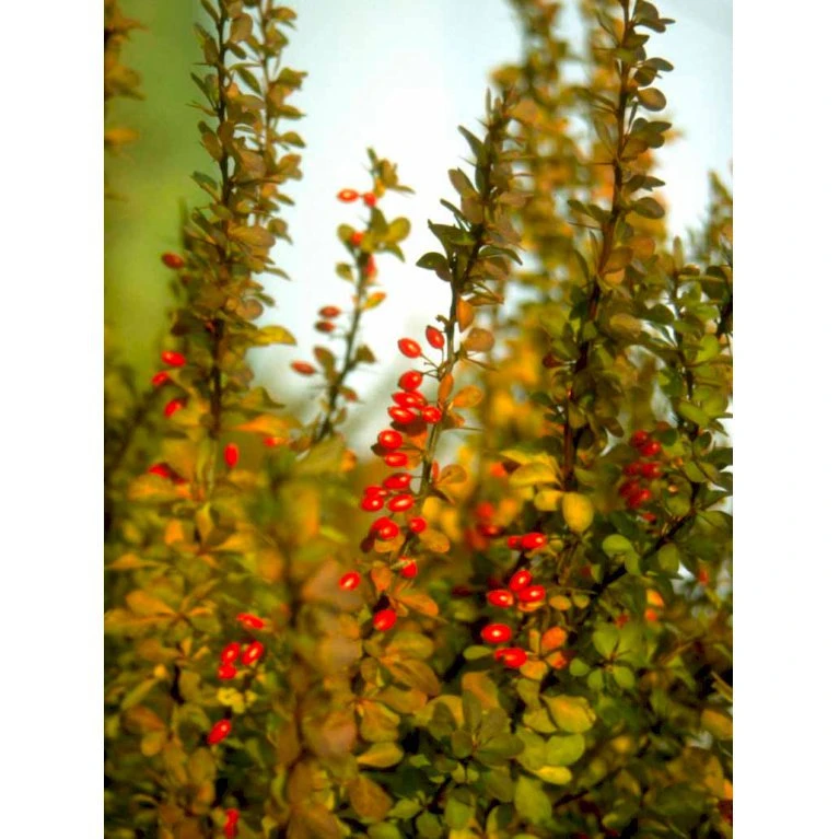 Grøn Berberis Til Hæk Berberis Thunbergii Solitær Busk 125-150 Cm., Med Klump 1 Grøn Berberis Til Hæk Berberis Thunbergii Solitær Busk 125-150 Cm., Med Klump